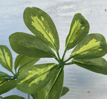 Cargar imagen en el visor de la galería, Planta Sheflera 130 cm.