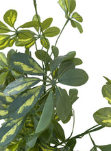 Cargar imagen en el visor de la galería, Planta Sheflera 130 cm.